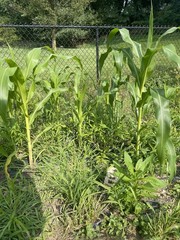 Honey Select Triple Sweet Corn Seeds | AAS Winner Untreated Yellow SY Seed 2024