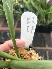 Masdevallia Redshine ‚Sheila‘ FCC/AOS Easy Grower