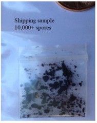 Portabella (Portobello) Mushroom seeds, 10,000 Spores