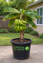 Plantain Plant – Live Tropical Plant – Fast Growing – USDA Certified