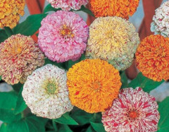 Zinnia ‚peppermint stick‘ mix 25 seeds