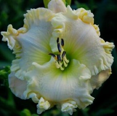 Alpine Ruffles Daylilies 2 fans Return and multiply yearly World’s Finest