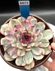 Imported succulent live plant Rare Echeveria Blue Fairy variegated 5” #573