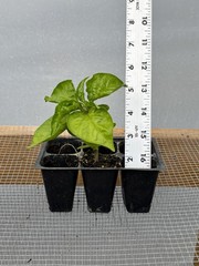 Tobasco Pepper Live Plants – Seedlings/Plugs- 3″- 6″ tall – 30-50 days old