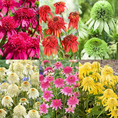 1000+ Double Echinacea Coneflower Seeds for Planting -Perennial Cone Flower Seed