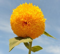 Dwarf Teddy Bear Sunflower Seeds Heirloom Non-GMO Attracts Pollinators
