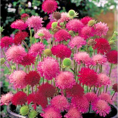 KNAUTIA, MIXED COLORS 100 SEEDS, RED, PINK, LAVENDER, PERENNIAL *EZ TO GROW*
