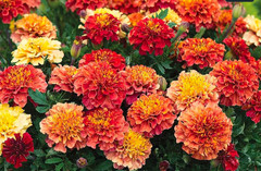 Strawberry Blonde Marigold: 20 Seeds