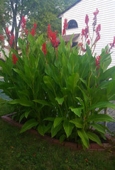 8+ Red Canna Lily Bulbs Rhizomes Beautiful Red Flowers 5-7ft Tall Organic