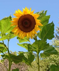 Mongolian Giant Sunflower Seeds. Free Shipping!