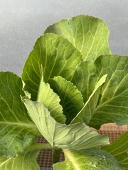 Cabbage Live Plant – Seedlings/Plugs and Plants – 3″- 12″ tall – 30-60+ days old