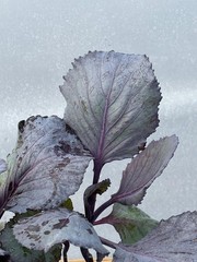 Cabbage Live Plant – Seedlings/Plugs and Plants – 3″- 12″ tall – 30-60+ days old