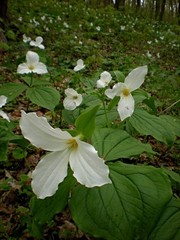 White Trillium 20 bulbs