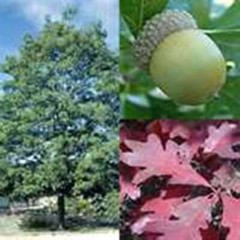 Live Plants -Shrubs -Trees 30 days old, 6″ to 10″ tall Ready to Plant seedlings