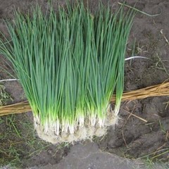 White Lisbon Bunching Onion Seeds, Scallions, NON-GMO, Heirloom, FREE SHIPPING