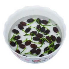 10pcs Pre-Sprouted Mixed Color Bonsai Bowl Lotus Ideal Indoor and Outdoor