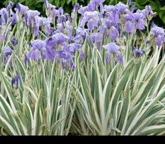 1 Gorgeous VARIEGATED IRIS Plants ~ Light PURPLE ~ 1 LIVE PLANT