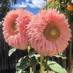50pcs Pink Giant Teddy Bear Sunflower Seeds – Fluffy Double Blooms