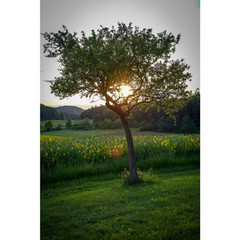 Dwarf Bosc Pear Tree – Sweet and Hardy Cinnamon Brown Pears (Bare-Root, 3 Ft. to