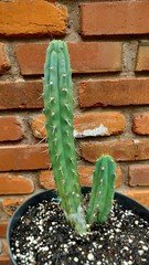 Sacred Cactus – Bridgesii Wowie Cross- Fully Rooted ( Exact Cactus)