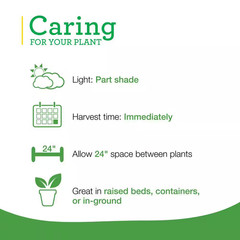 19 Oz. Sweet Mint Herb Plant (2-Pack)