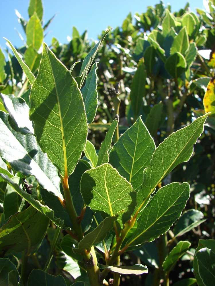 Laurus nobilis – ‚Bay Leaf Tree‘ – Bay Laurel or Sweet Bay
