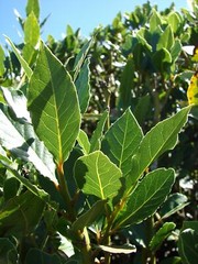 Laurus nobilis – ‚Bay Leaf Tree‘ – Bay Laurel or Sweet Bay
