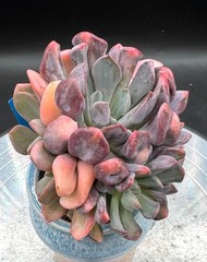 Imported succulent live plant grafted succulent Echeveria Hannah variegated #569