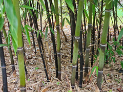 Black Bamboo Phyllostachys Nigra Live Bare Root Plant (3) Fresh Rhizomes