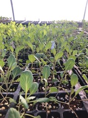 Cabbage Live Plant – Seedlings/Plugs and Plants – 3″- 12″ tall – 30-60+ days old