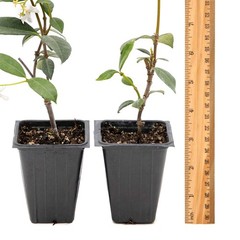 2 Star Jasmine Plants in 3.5” Cubes | Fragrant Evergreen Vine (Trachelospermum)