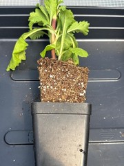 Scabiosa Live Flower Plants – Seedlings/Plugs- 5″- 12″ tall – 30-50 days old