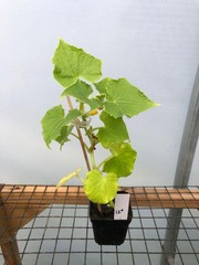 Cucumber Live Plant – Seedlings/Plugs and Plants – 3″- 12″ tall – 30-60+ days