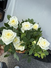Mini Roses White Dwarf Rose Indoor Outdoor Balcony Plant Easy Care Plant