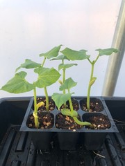 Bean Live Plant – Seedlings/Plugs and Plants – 3″- 12″ tall – 30-60+ days old