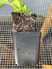 Arugula Live Plant – Seedlings/Plugs and Plants – 3″- 12″ tall – 30-60+ days old