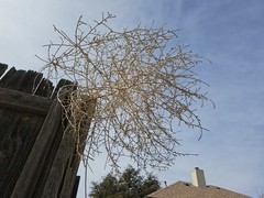 Dried Tumbleweed Salsola Mature Brown Drought Resistant Arid Outdoor Plant
