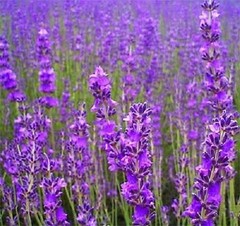 500 TRUE ENGLISH LAVENDER VERA Lavandula Angustifolia Herb Flower Seeds *Flat SH
