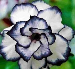 5 pcs Desert Rose Flower Adenium obesum «PEONY» bonsai Seeds （G）