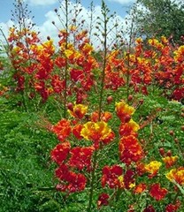 Pride of Barbados seeds (25 count)