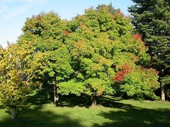 20 THREE FLOWER MAPLE SEEDS – Acer trifolium