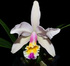 Cattleya Luciana C Fragrant White Pink Yellow Live Blooming size orchid