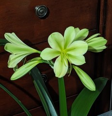 One Clivia Miniata Seedling plant, Hirao Green Cross, Green Flowers Expected