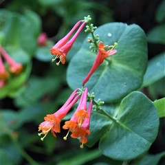 Honeysuckle Dropmore Scarlet 1 Potted Plant – Rooted in Quart Pot, Easy to Grow