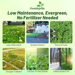 5 lb White Dutch Clover Seed Nitrocoated Inoculated Lawn Ground Cover
