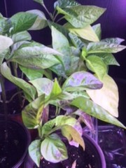 1 Live Plant Vegetable Sweet Pepper Seedling Plants 30 days old, 2″ to 4″ tall