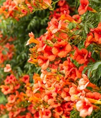 Hummingbird Butterfly Trumpet Vine Live Bare Root Plant Full Sun Rapidly Grows