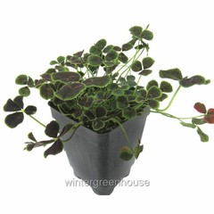 Trifolium repens Atropurpureum, Dutch Clover, Container Size: 3″ (2.6×3.5″)