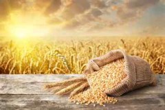 Bulghar Wheat Seeds (300) / ORGANIC / FLORIDA GROWN / HIGH FIBER