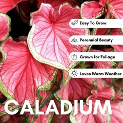 Vibrant Heart’s A’Fire Caladium Bulbs – Perfect for Full Sun and Garden Elegance
